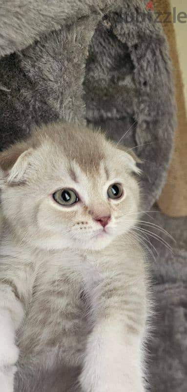 Scottish fold 1