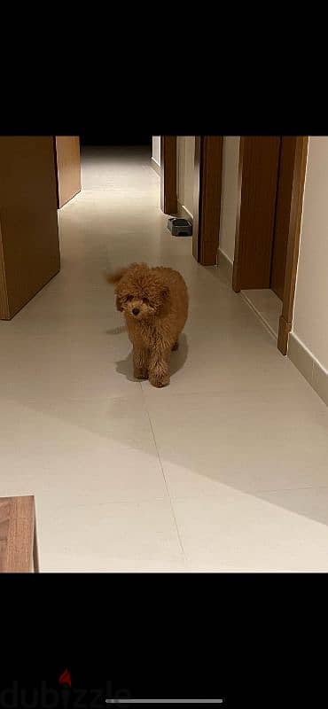 Toy poodle Male 5 Months old