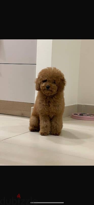 Toy poodle Male 5 Months old 1