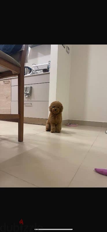 Toy poodle Male 5 Months old 2