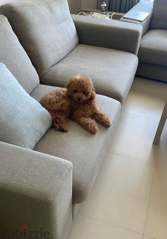 Toy poodle Male 5 Months old 3