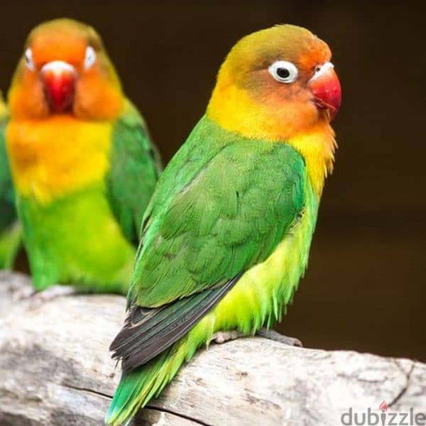 Lovebirds for Sale 0