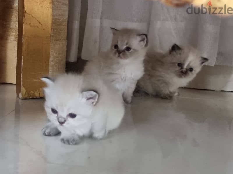 for sale kittens with them mother 0