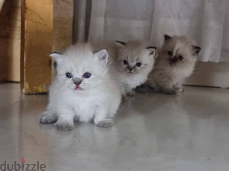 for sale kittens with them mother 1