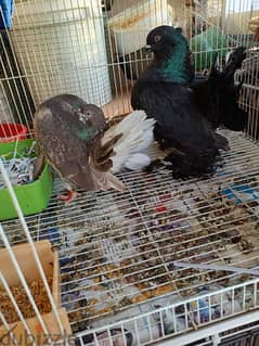 fantail breeder pigeon 0