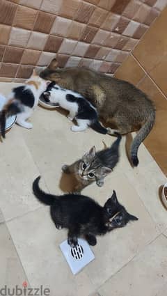 Mother cat and kittens for adoption 0