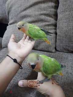 tamed love birds urgent for sale 0