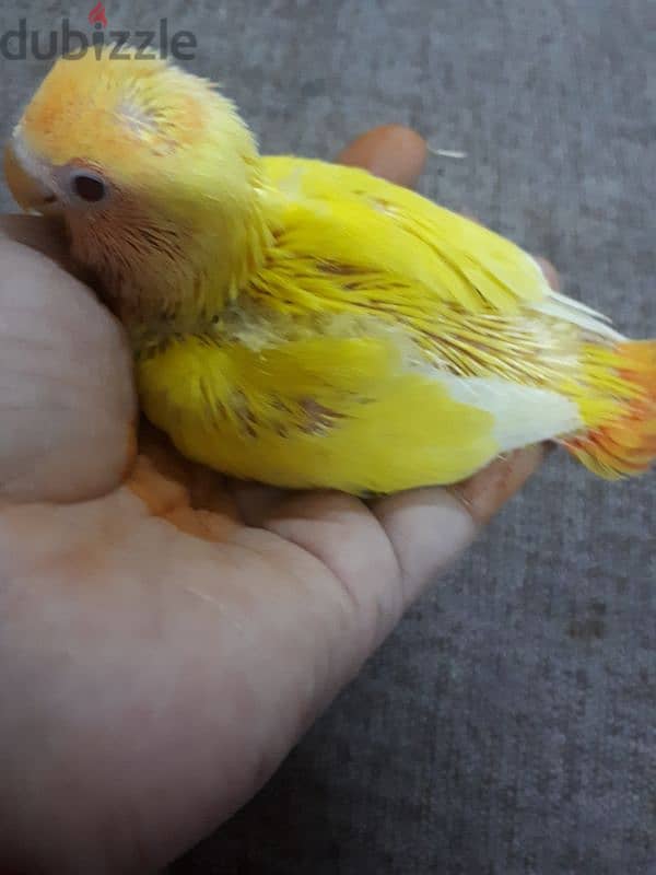 tamed love birds urgent for sale 7