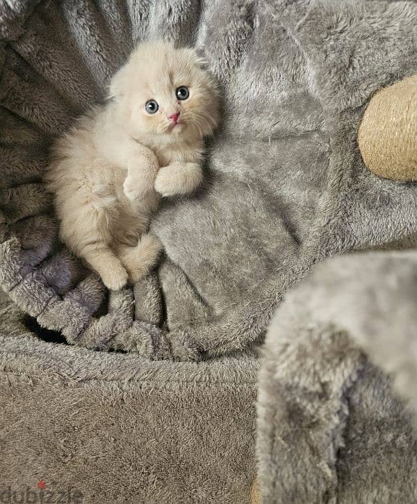 Hamalaya/Scottish Fold 2