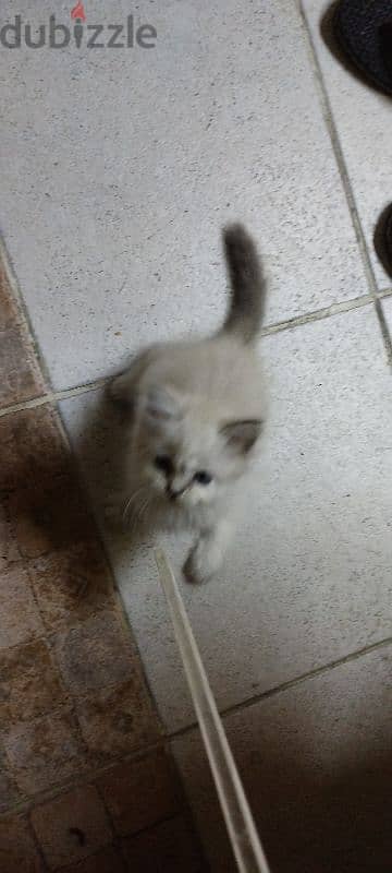 4 Persian cat for sale. 4