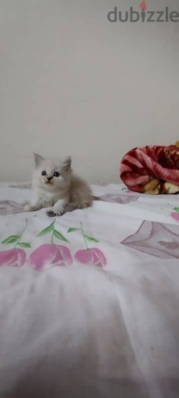 4 Persian cat for sale. 7