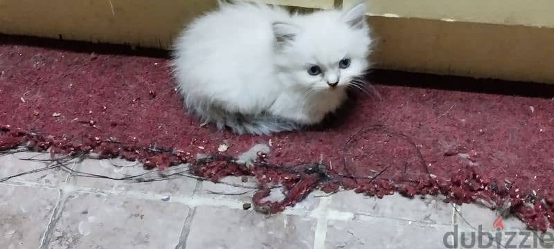 4 Persian cat for sale. 8