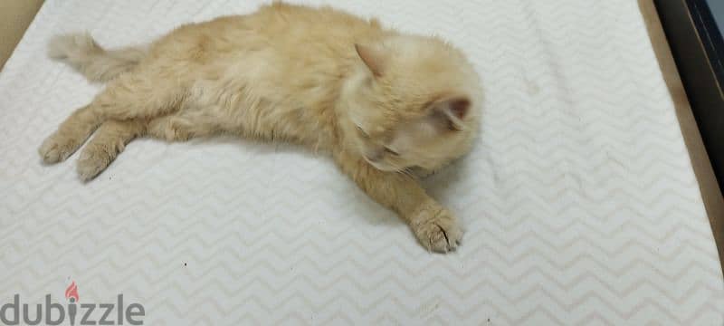 4 Persian cat for sale. 10