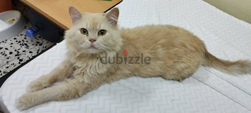 4 Persian cat for sale. 11