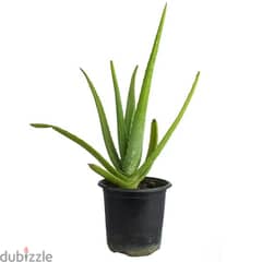 big aloe vera plant in 2bd (negotiable) 0