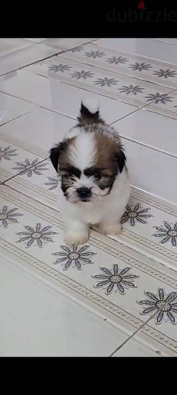 Mix Cutie Puppy 0