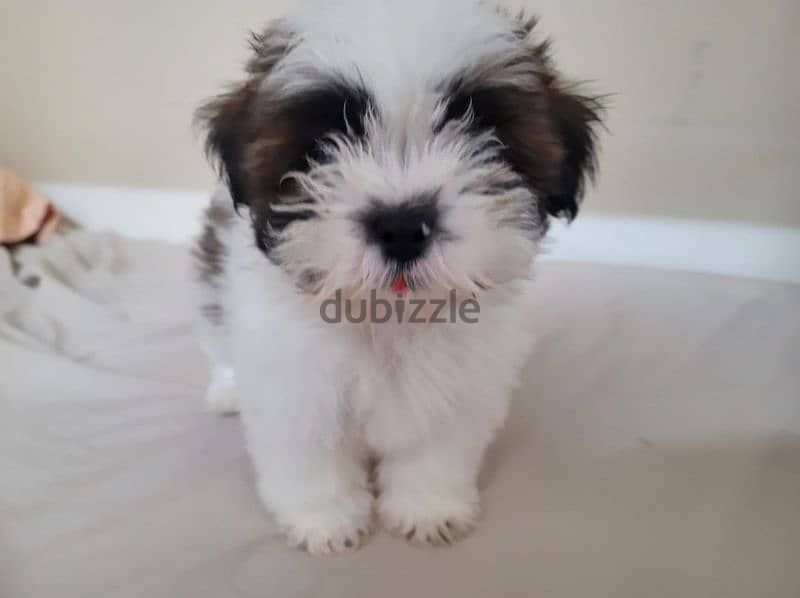 Mix Cutie Puppy 2