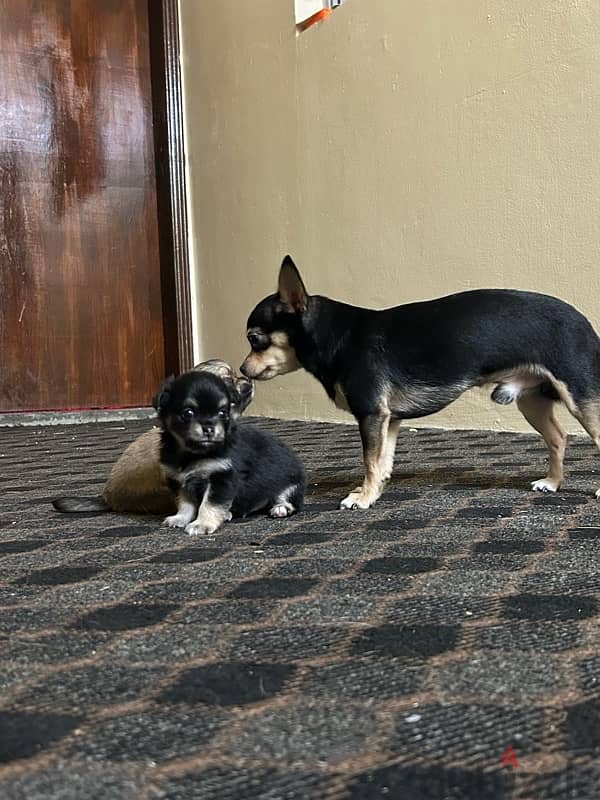 For sale, Chihuahua puppy 0