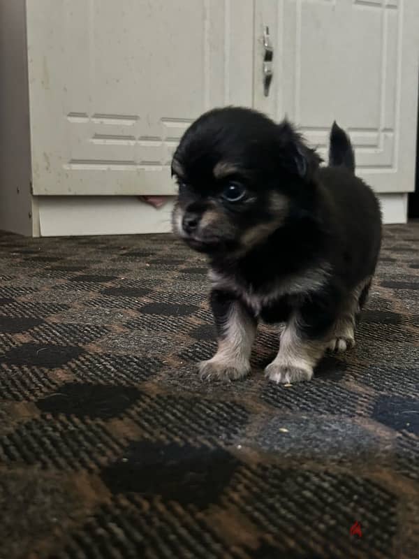 For sale, Chihuahua puppy 1