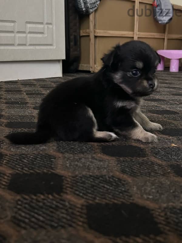 For sale, Chihuahua puppy 2