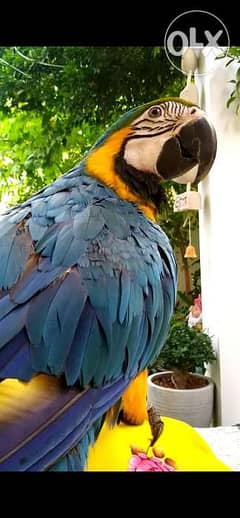 Macaw make for sale 0