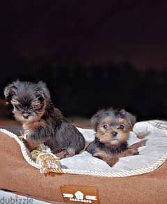 Teacup Yorkshire pups 0