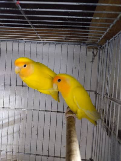 ORANGE Face lovebird Breeder pair