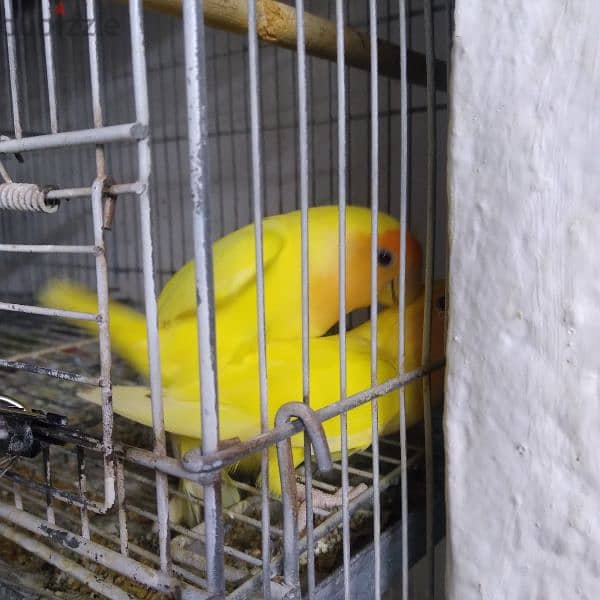 ORANGE Face lovebird Breeder pair 1