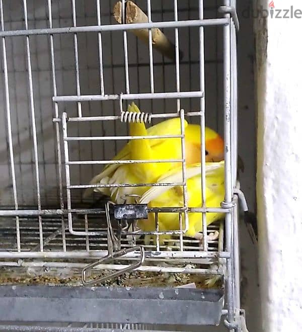 ORANGE Face lovebird Breeder pair 2