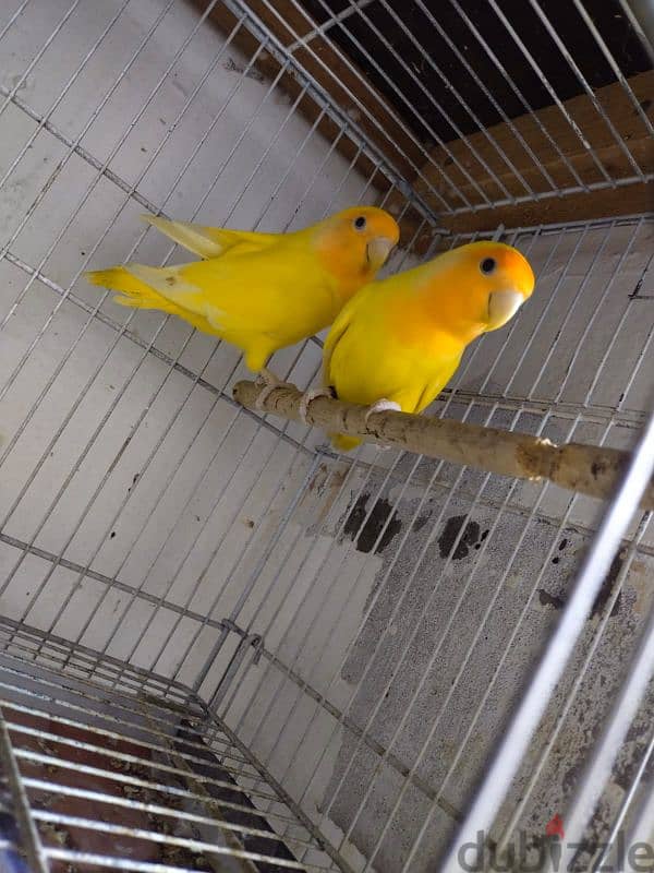 ORANGE Face lovebird Breeder pair 3