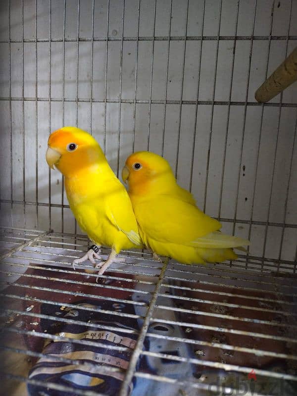 ORANGE Face lovebird Breeder pair 4