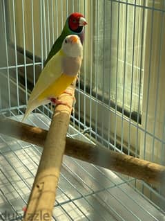 gouldian birds for sale 0