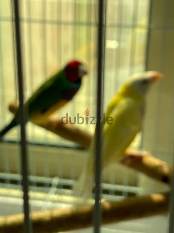 gouldian birds for sale 1