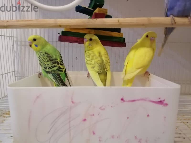 5 birds with cage,toy,food and breeding box 3