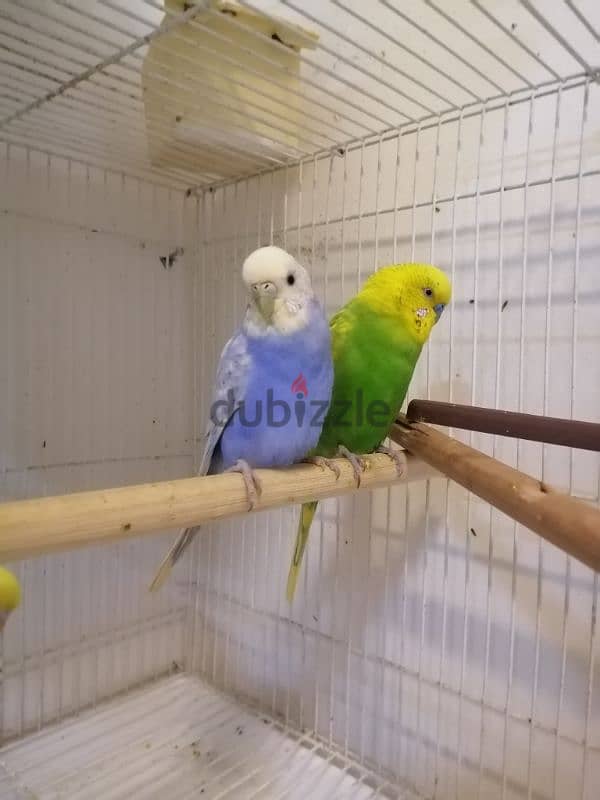 5 birds with cage,toy,food and breeding box 4