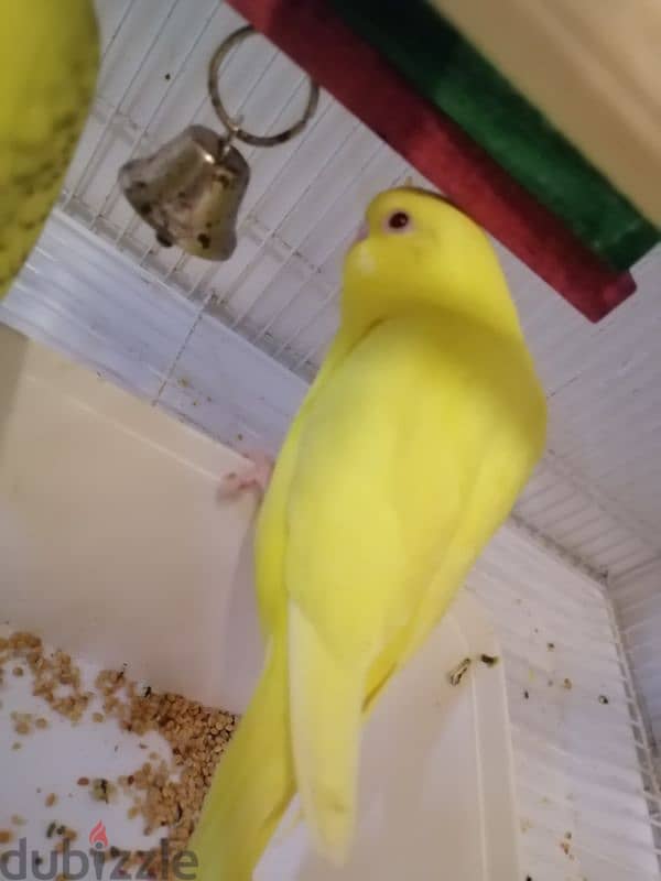 5 birds with cage,toy,food and breeding box 5