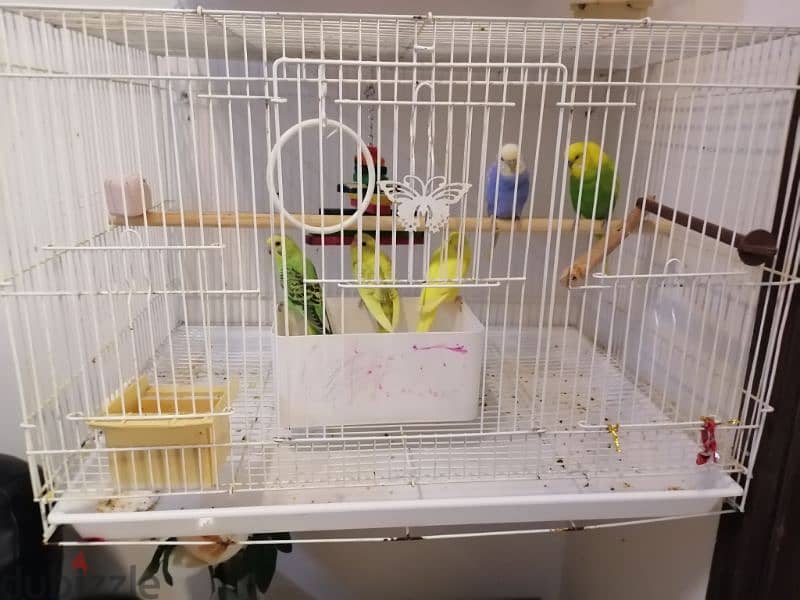 5 birds with cage,toy,food and breeding box 6