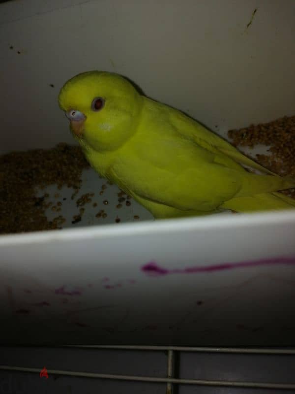 5 birds with cage,toy,food and breeding box 7