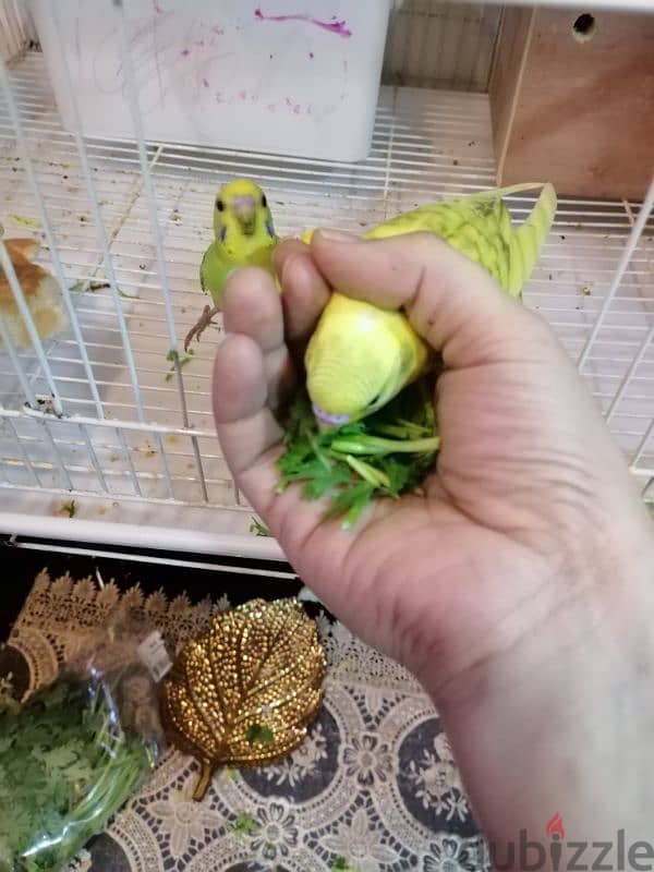 5 birds with cage,toy,food and breeding box 9