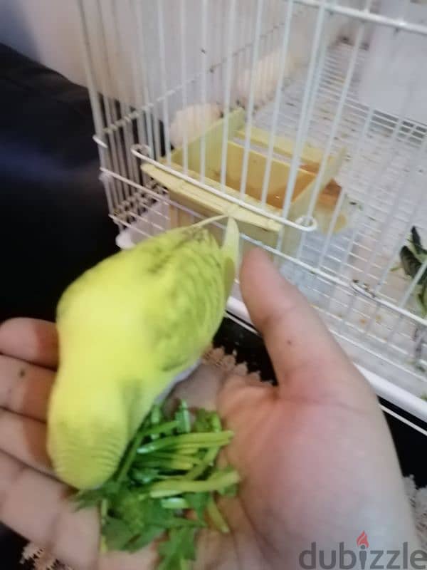 5 birds with cage,toy,food and breeding box 10