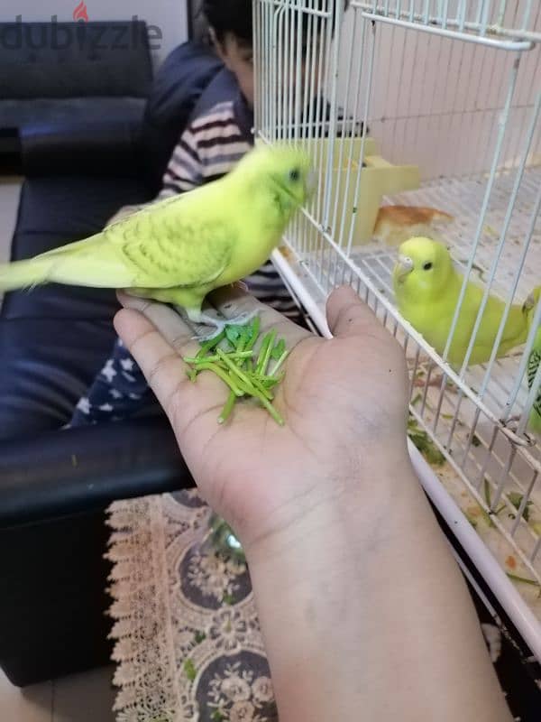 5 birds with cage,toy,food and breeding box 0