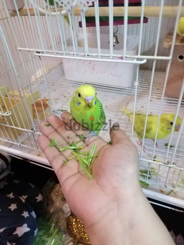 5 birds with cage,toy,food and breeding box 11