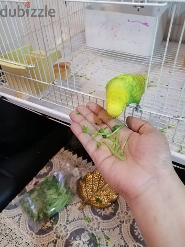 5 birds with cage,toy,food and breeding box 12