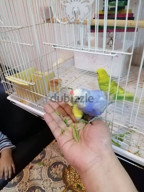 5 birds with cage,toy,food and breeding box 2