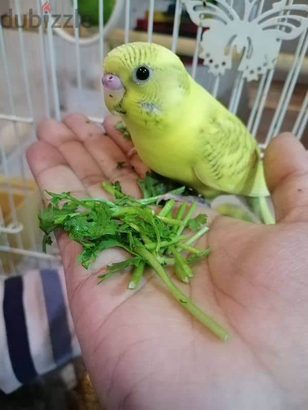 5 birds with cage,toy,food and breeding box 13