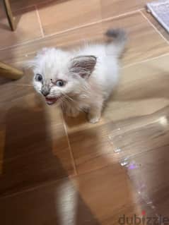 himalayan cat for adoption 0