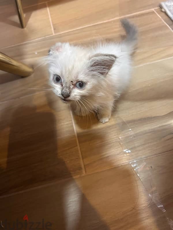 himalayan cat for adoption 1