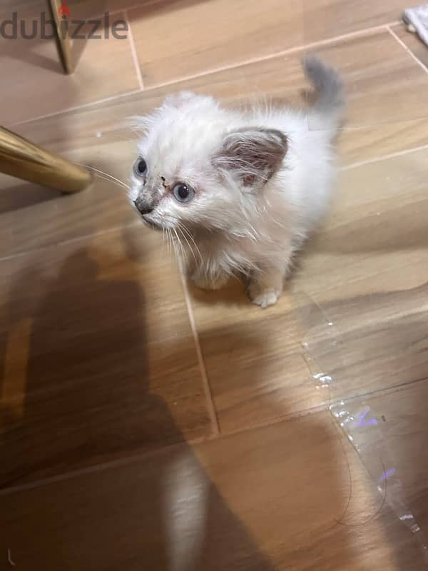 himalayan cat for adoption 2