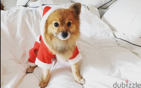 Adoption: Small Dog (Pomeranian)