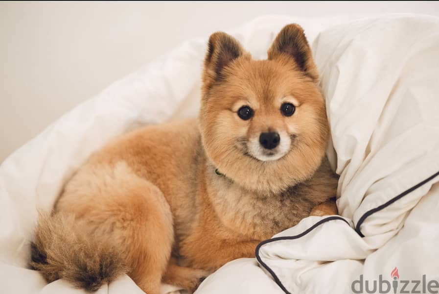 Adoption: Small Dog (Pomeranian) 1